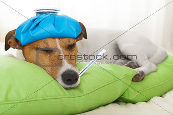 sick  ill dog