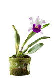 Cattleya orchid in black pot