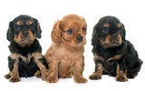 puppies cavalier king charles