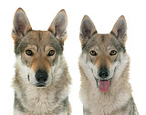  czechoslovakian wolf dogs