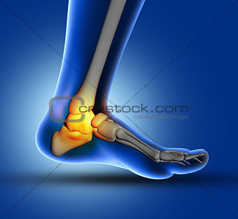3D medical image of ankle bone