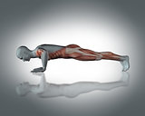 3D medical figure in push up position