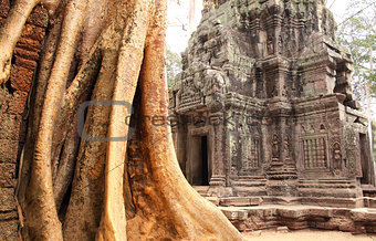 Big tree and ruins of temple in Angkor Wat complex, Siem Reap, C