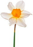 Narcissus Pseudonarcissus Cutout