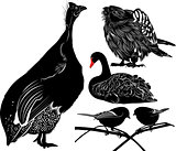 guinea fowl birds Numiba. The figure shows a bird swan. falcon silhouettes on the white background. A titmouse isolated on a white background.