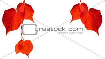 Red tilia leaves isolated on white background