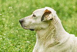 Portrait of Mongrel Dog