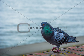 The pigeon and the sea