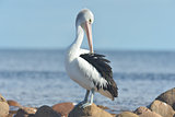 Australican Pelican