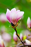 Closeup of Magnolia Flower at Blossom 