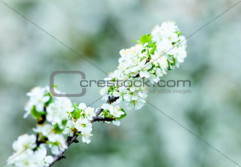 Closeup of Laburnum Flower at Blossom 