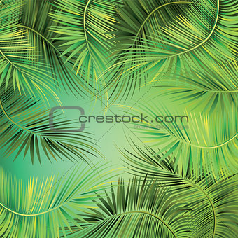 Palm tree branches on green background.
