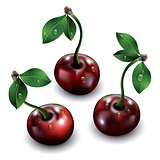 Three cherries isolated on white background. 