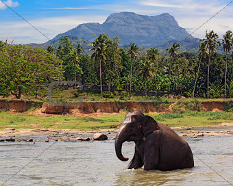 elephant sit in lake water in jungle