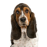 Close-up of a Basset Hound in front of a white background