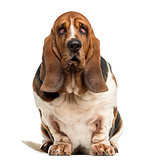 Basset Hound sitting in front of a white background