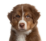 Close up of an Australian shepherd puppy isolated on white