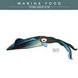 Squid. Marine Food Fish