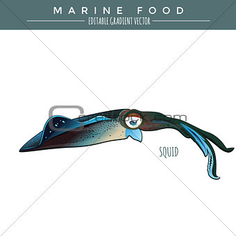 Squid. Marine Food Fish