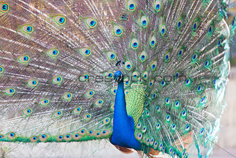 peacock with feathers open