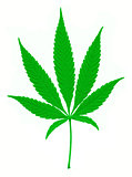 Cannabis on a white background