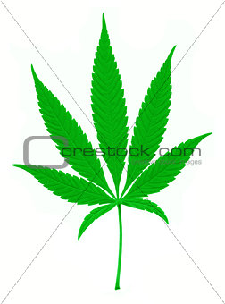 Cannabis on a white background