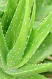 Aloe vera plate