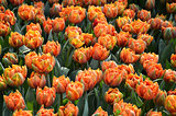 Beautiful of tulips