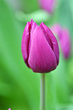 Beautiful of tulips
