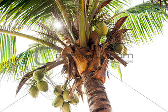 Palm Trees - Perfect palm trees, coconuts on the palma