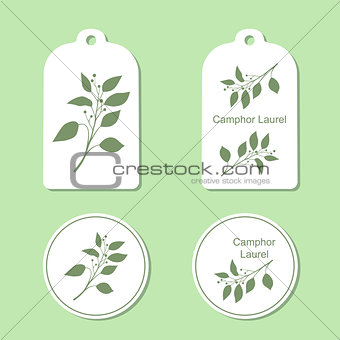 Camphor laurel branch