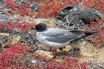 swallow-tailed-gull with its chick on Isla Plaza Sur, Galapagos,