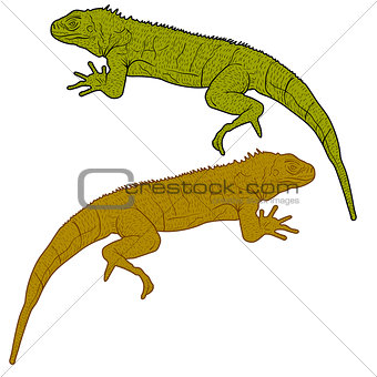 Lizard is goanna silhouette on a white background. Vector illustration