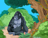 Sitting Gorilla