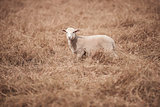 Lamb on the farm