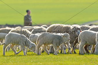 A shepherd is leading his flock 