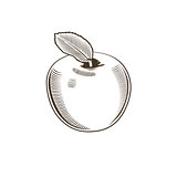 Apple in vintage style. Line art vector illustration