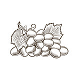 Grapes in vintage style. Line art vector illustration