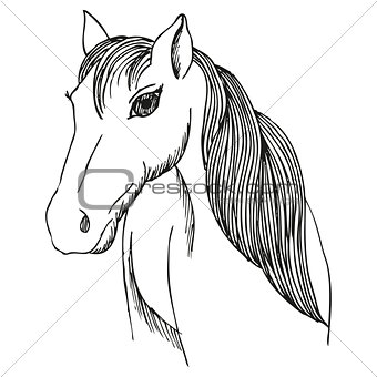 Hand drawn horse with long mane and bang