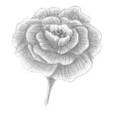 Hand drawn portulaca, blossomed flower, vector