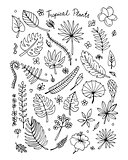 Tropical plants, sketch for your design
