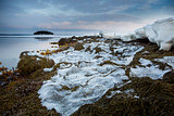 Seaweed shore of the White Sea during the sunset. Northern Karelia. Russia