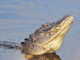 Alligator Growling for a Mate