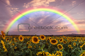 Landscape with Sunflower and Rainbow