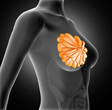 3D female medical figure with breast highlighted
