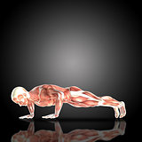 3D render of a medical figure with muscle map in press up pose