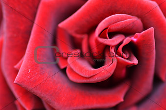 Macro Shot of a Red Rose
