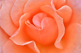 Macro Shot of a pink Rose