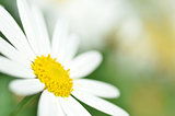White chamomile flower