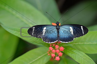 Tropical butterfly sitting on the flower.